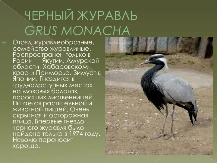 ЧЕРНЫЙ ЖУРАВЛЬ GRUS MONACHA Отряд журавлеобразные, семейство журавлиные. Распространен только в Росии —