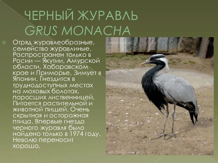 ЧЕРНЫЙ ЖУРАВЛЬ GRUS MONACHA Отряд журавлеобразные, семейство журавлиные. Распространен только