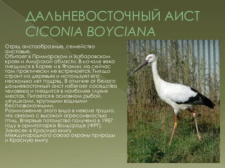 ДАЛЬНЕВОСТОЧНЫЙ АИСТ CICONIA BOYCIANA Отряд аистообразные, семейство аистовые. Обитает в Приморском и Хабаровском