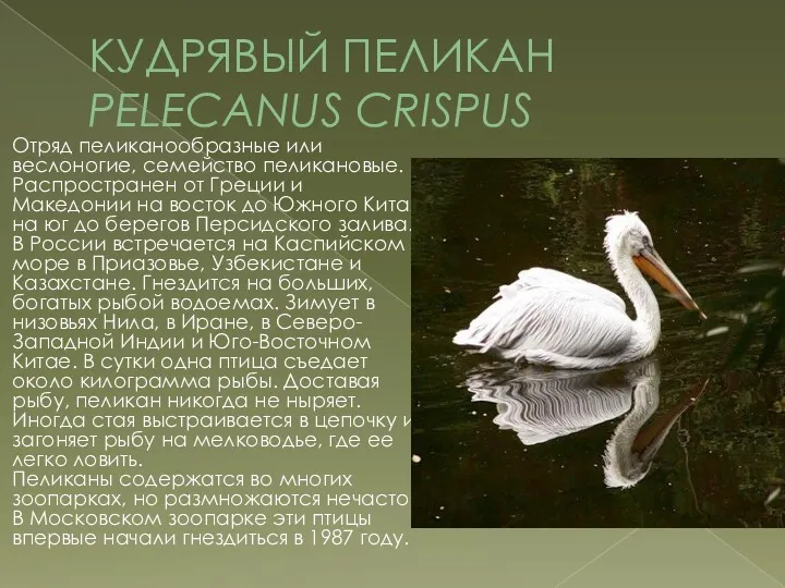 КУДРЯВЫЙ ПЕЛИКАН PELECANUS CRISPUS Отряд пеликанообразные или веслоногие, семейство пеликановые. Распространен от Греции
