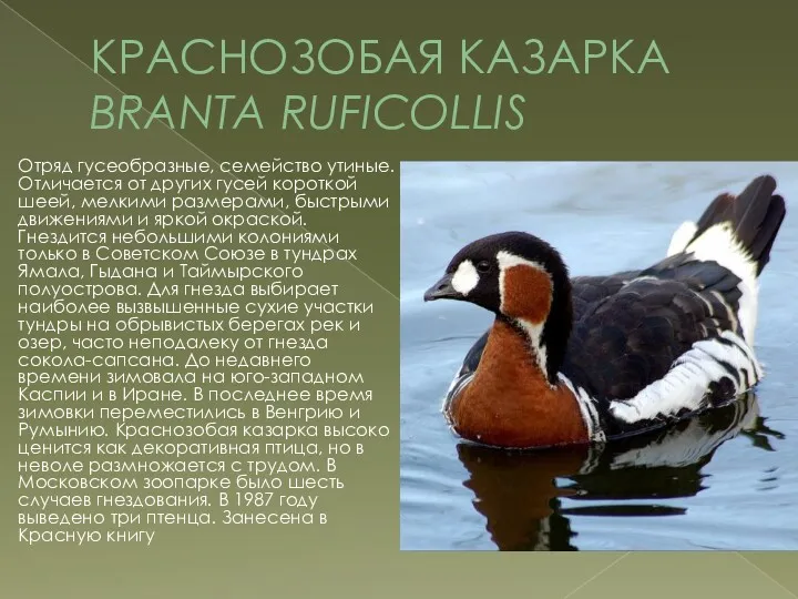 КРАСНОЗОБАЯ КАЗАРКА BRANTA RUFICOLLIS Отряд гусеобразные, семейство утиные. Отличается от