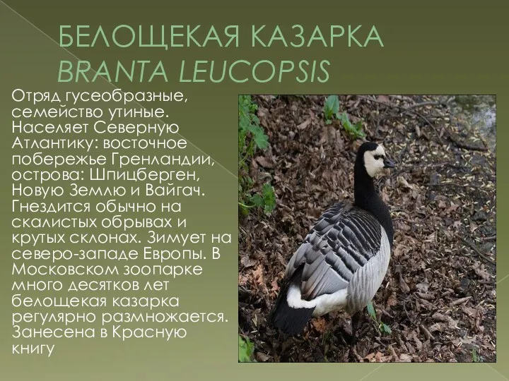 БЕЛОЩЕКАЯ КАЗАРКА BRANTA LEUCOPSIS Отряд гусеобразные, семейство утиные. Населяет Северную Атлантику: восточное побережье