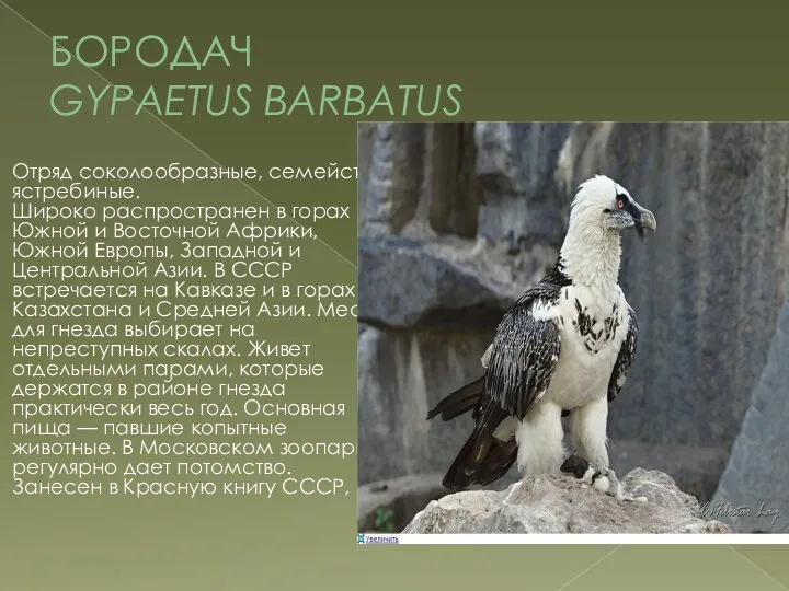 БОРОДАЧ GYPAETUS BARBATUS Отряд соколообразные, семейство ястребиные. Широко распространен в горах Южной и