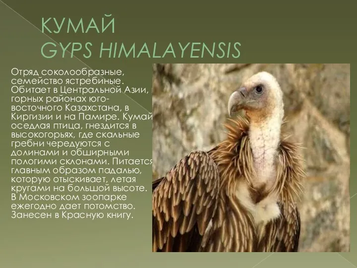 КУМАЙ GYPS HIMALAYENSIS Отряд соколообразные, семейство ястребиные. Обитает в Центральной Азии, в горных