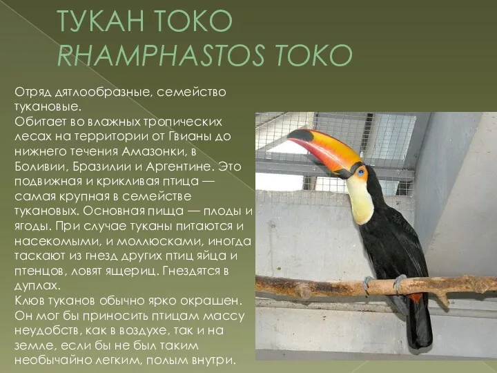 ТУКАН TOKO RHAMPHASTOS TOKO Отряд дятлообразные, семейство тукановые. Обитает во влажных тропических лесах