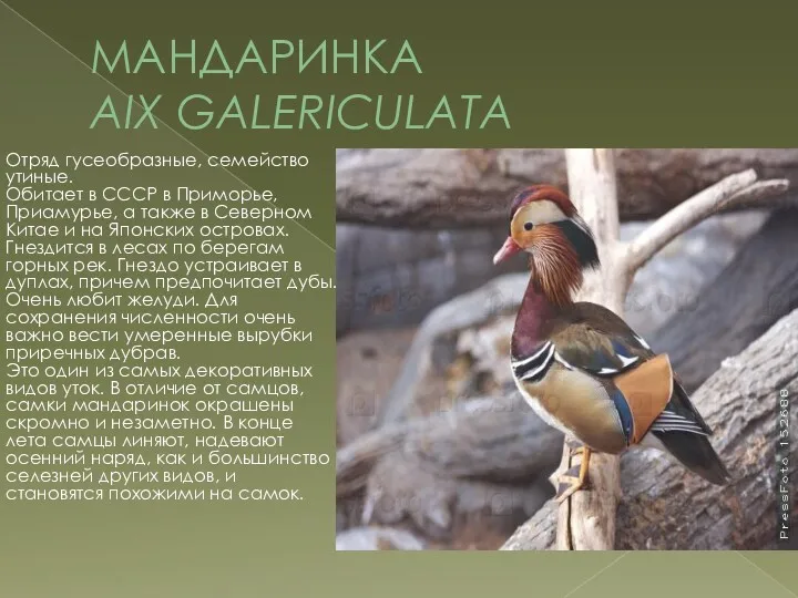 МАНДАРИНКА AIX GALERICULATA Отряд гусеобразные, семейство утиные. Обитает в СССР в Приморье, Приамурье,