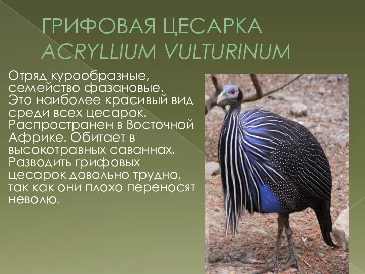 ГРИФОВАЯ ЦЕСАРКА ACRYLLIUM VULTURINUM Отряд курообразные, семейство фазановые. Это наиболее красивый вид среди