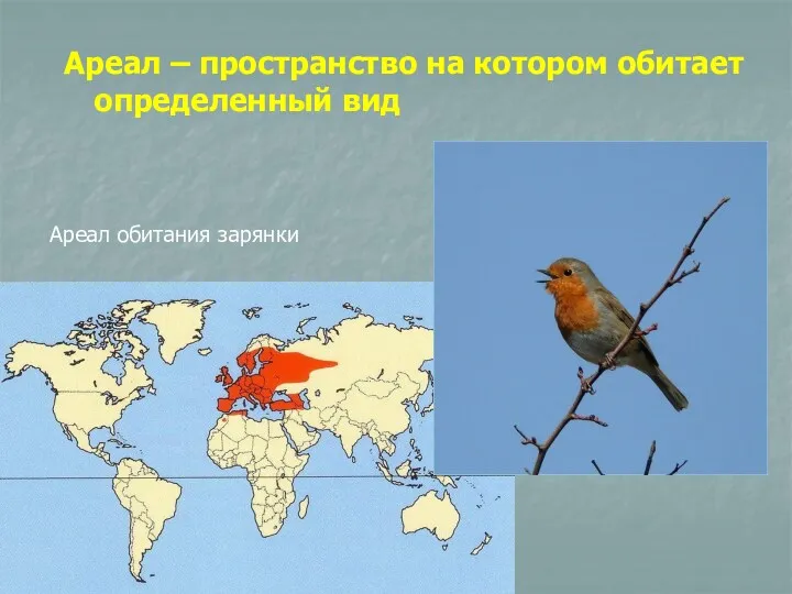 Ареал – пространство на котором обитает определенный вид Ареал обитания зарянки