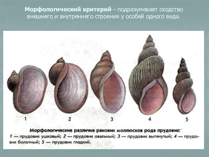 Морфологический критерий – подразумевает сходство внешнего и внутреннего строения у особей одного вида.