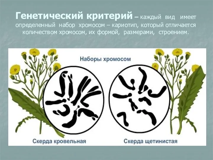 Генетический критерий – каждый вид имеет определенный набор хромосом –