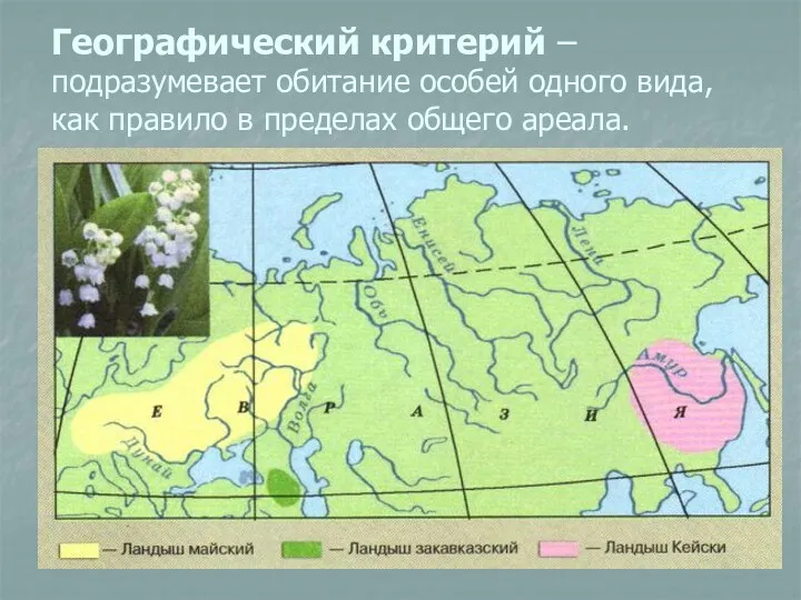 Географический критерий – подразумевает обитание особей одного вида, как правило в пределах общего ареала.