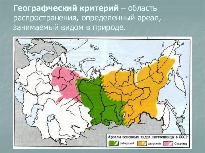 Географческий критерий – область распространения, определенный ареал, занимаемый видом в природе.