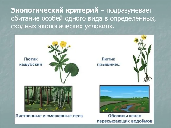 Экологический критерий – подразумевает обитание особей одного вида в определённых, сходных экологических условиях.