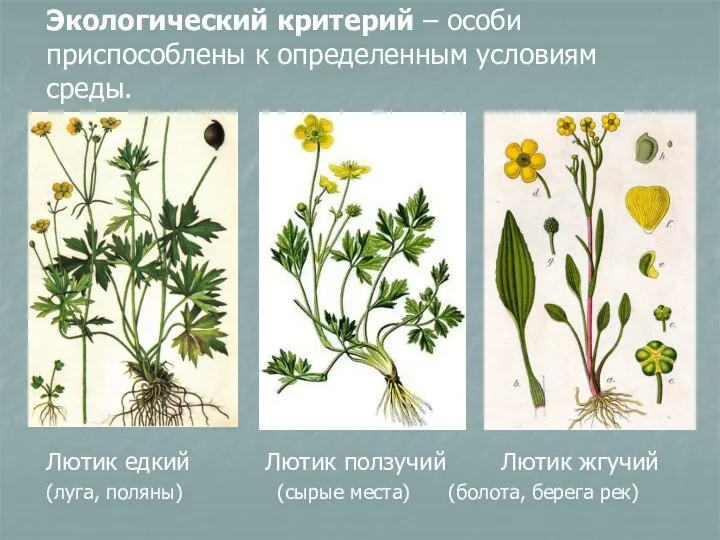 Лютик едкий Лютик ползучий Лютик жгучий (луга, поляны) (сырые места)