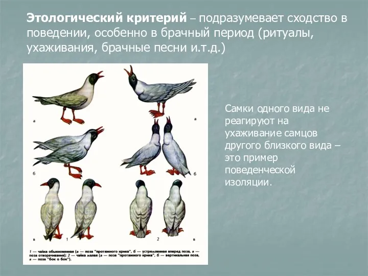 Этологический критерий – подразумевает сходство в поведении, особенно в брачный