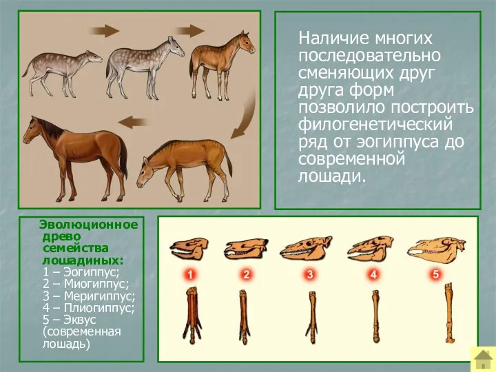 Наличие многих последовательно сменяющих друг друга форм позволило построить филогенетический