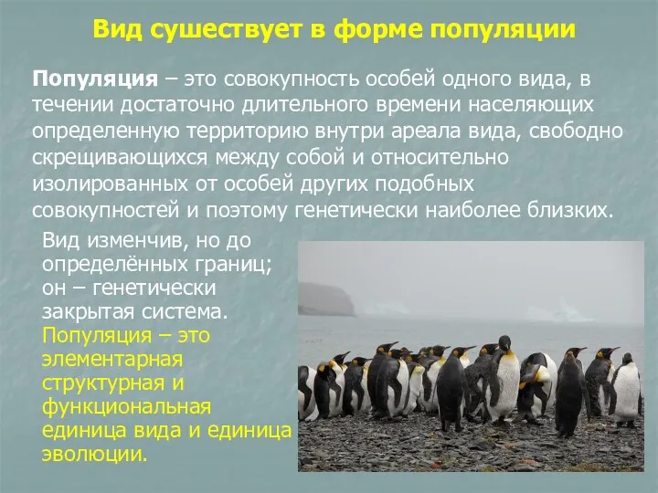 Вид сушествует в форме популяции Популяция – это совокупность особей