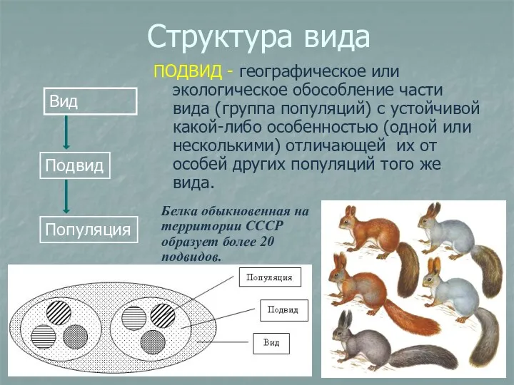 Структура вида ПОДВИД - географическое или экологическое обособление части вида