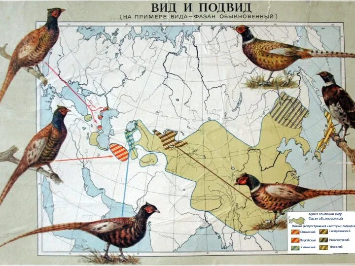 Кавказский Мургабский Хивинский Семиреченский Маньчжурский Японский Районы распространения некоторых подвидов Ареал обитания вида Фазан обыкновенный