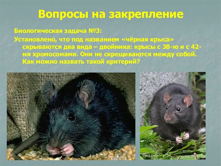 Биологическая задача №3: Установлено, что под названием «чёрная крыса» скрываются