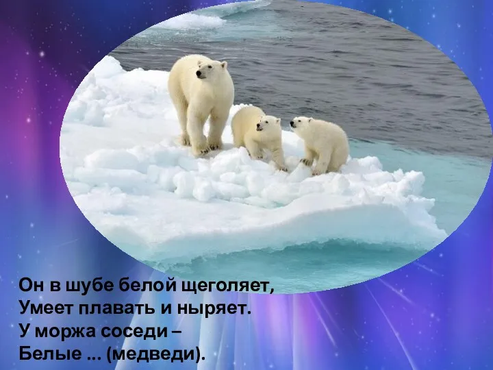 Он в шубе белой щеголяет, Умеет плавать и ныряет. У моржа соседи – Белые ... (медведи).