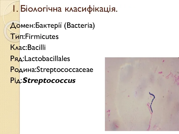 1. Біологічна класифікація. Домен:Бактерії (Bacteria) Тип:Firmicutes Клас:Bacilli Ряд:Lactobacillales Родина:Streptococcaceae Рід:Streptococcus