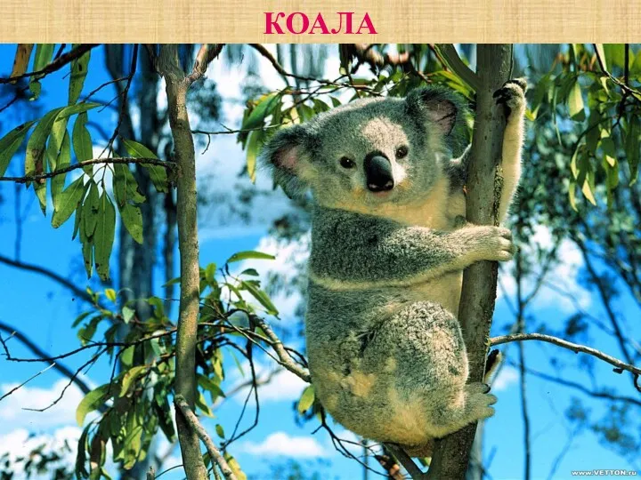 КОАЛА