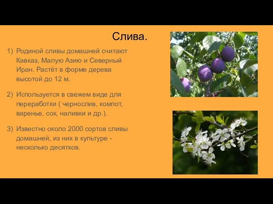 Слива. Родиной сливы домашней считают Кавказ, Малую Азию и Северный Иран. Растёт в