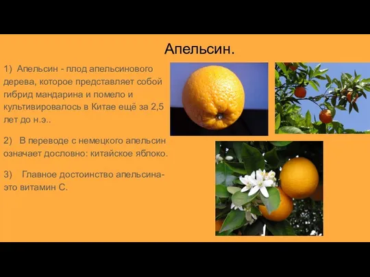 Апельсин. 1) Апельсин - плод апельсинового дерева, которое представляет собой гибрид мандарина и