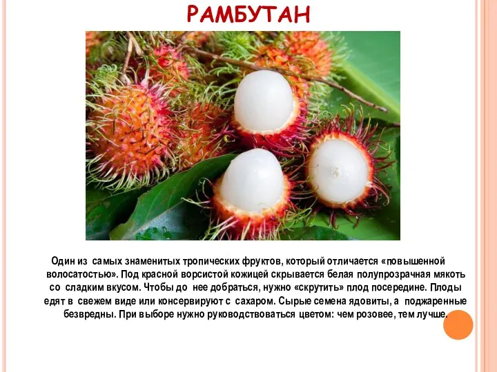 РАМБУТАН Один из самых знаменитых тропических фруктов, который отличается «повышенной