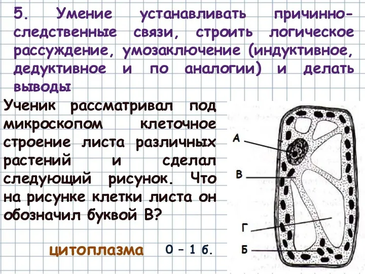 Ученик рассматривал под микроскопом клеточное строение листа различных растений и