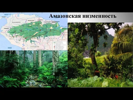 Амазонская низменность