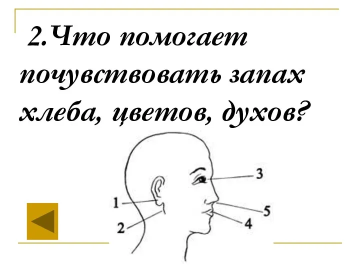 2.Что помогает почувствовать запах хлеба, цветов, духов?