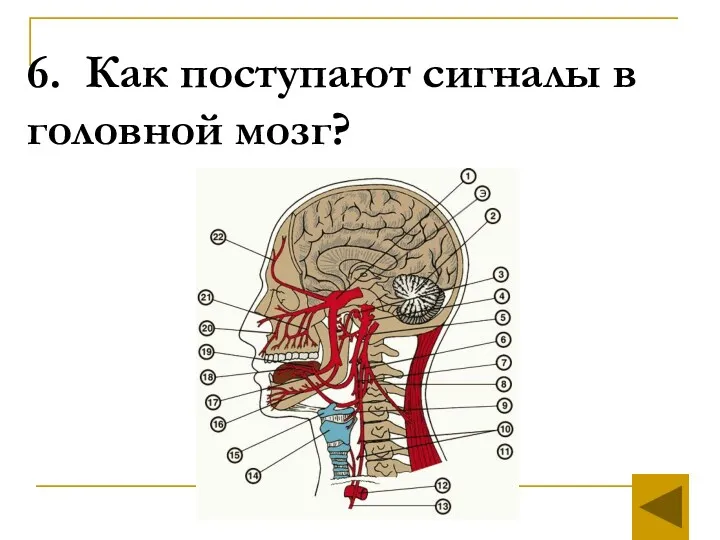 6. Как поступают сигналы в головной мозг?