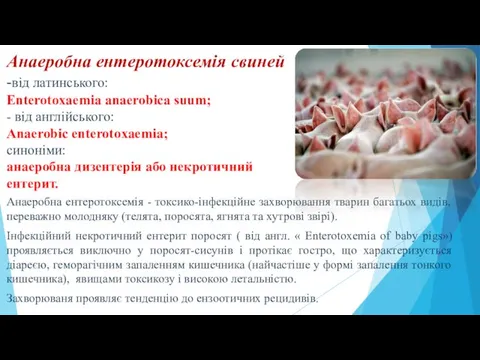 Анаеробна ентеротоксемія свиней -від латинського: Enterotoxaemia anaerobica suum; - від