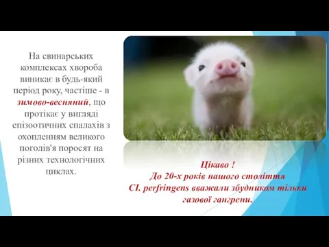 На свинарських комплексах хвороба виникає в будь-який період року, частіше