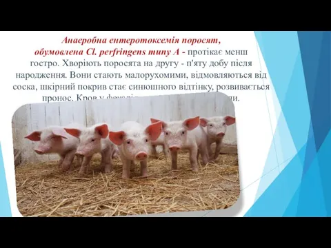 Анаеробна ентеротоксемія поросят, обумовлена ​​Cl. perfringens типу А - протікає