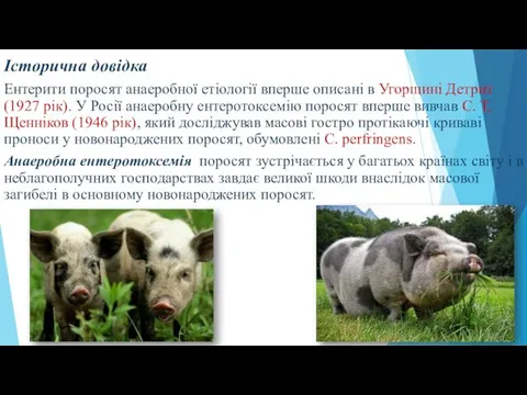 Історична довідка Ентерити поросят анаеробної етіології вперше описані в Угорщині