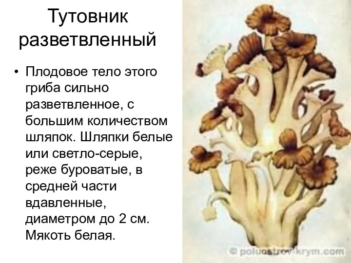 Тутовник разветвленный Плодовое тело этого гриба сильно разветвленное, с большим