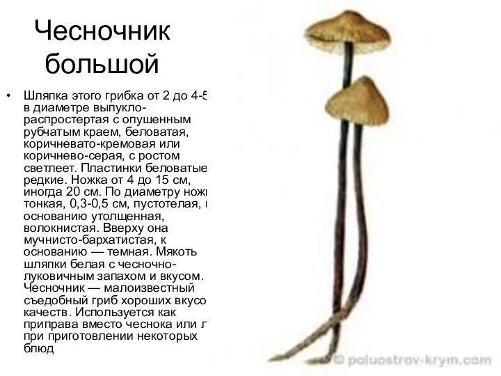 Чесночник большой Шляпка этого грибка от 2 до 4-5 см