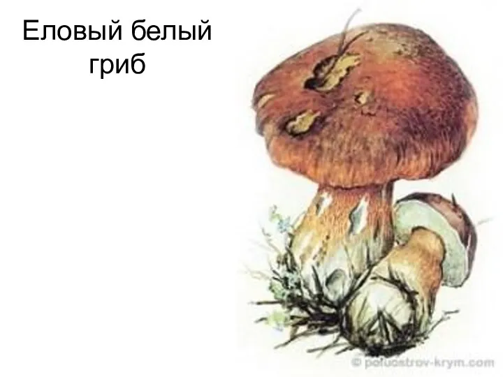 Еловый белый гриб