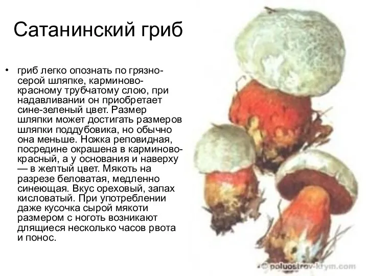 Сатанинский гриб гриб легко опознать по грязно-серой шляпке, карминово-красному трубчатому