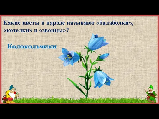 Какие цветы в народе называют «балаболки», «котелки» и «звонцы»? Колокольчики