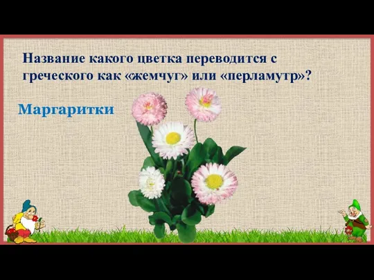 Название какого цветка переводится с греческого как «жемчуг» или «перламутр»? Маргаритки