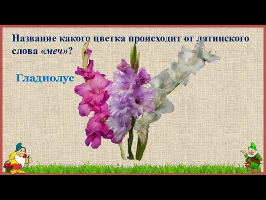 Название какого цветка происходит от латинского слова «меч»? Гладиолус