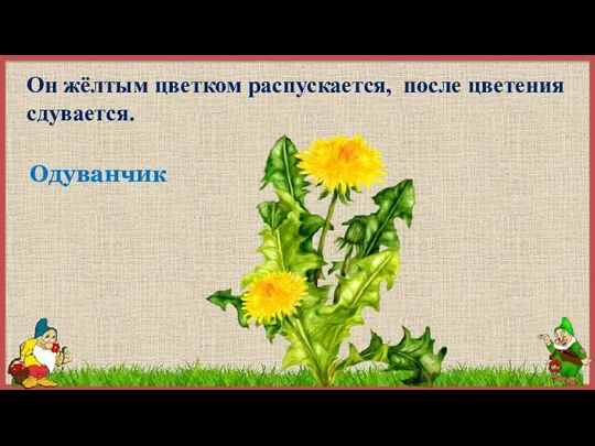 Он жёлтым цветком распускается, после цветения сдувается. Одуванчик