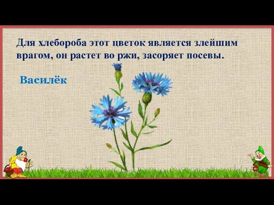 Для хлебороба этот цветок является злейшим врагом, он растет во ржи, засоряет посевы. Василёк