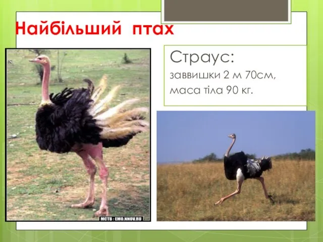 Найбільший птах Страус: заввишки 2 м 70см, маса тіла 90 кг.
