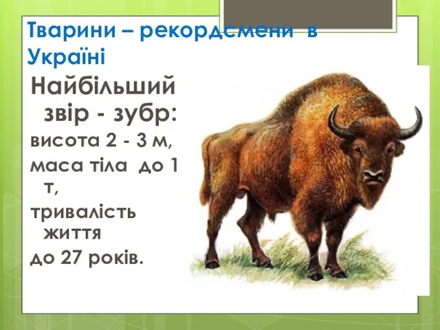 Тварини – рекордсмени в Україні Найбільший звір - зубр: висота