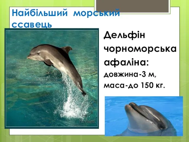 Найбільший морський ссавець Дельфін чорноморська афаліна: довжина-3 м, маса-до 150 кг.